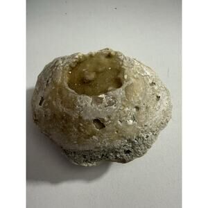 Natural Fossilized Oyster Shell in Limestone Rock 3” Marine Fossil Specimen